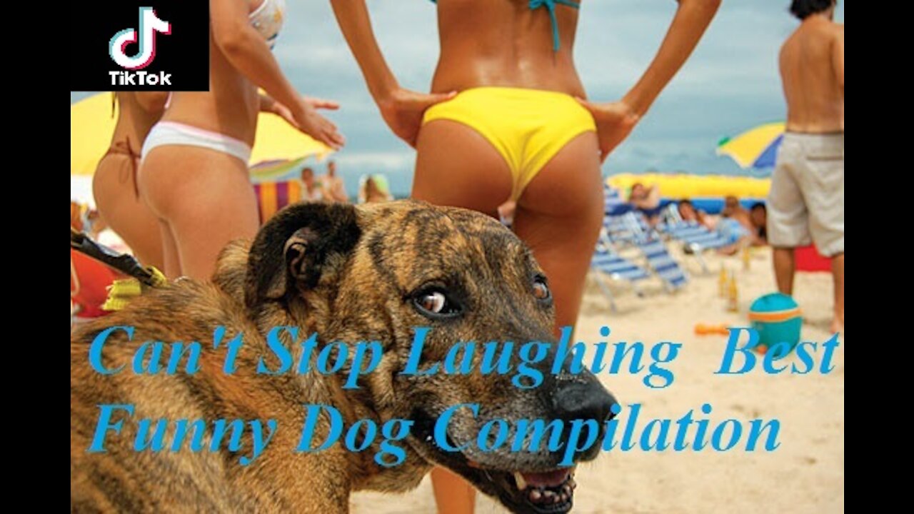 Laugh Must | Can't Stop Laughing | Best Funny Dog Compilation 2021 - TikTok #17 抖音 kitty dog