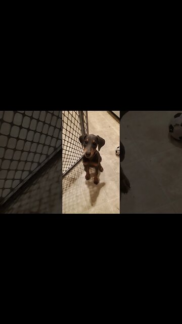 Teaching 8 Week Old #dobermanpuppy How to Sit and Shake. #dobermantraining #doberman #dobermanlove