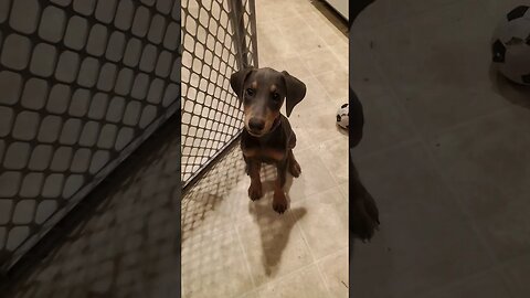 Teaching 8 Week Old #dobermanpuppy How to Sit and Shake. #dobermantraining #doberman #dobermanlove