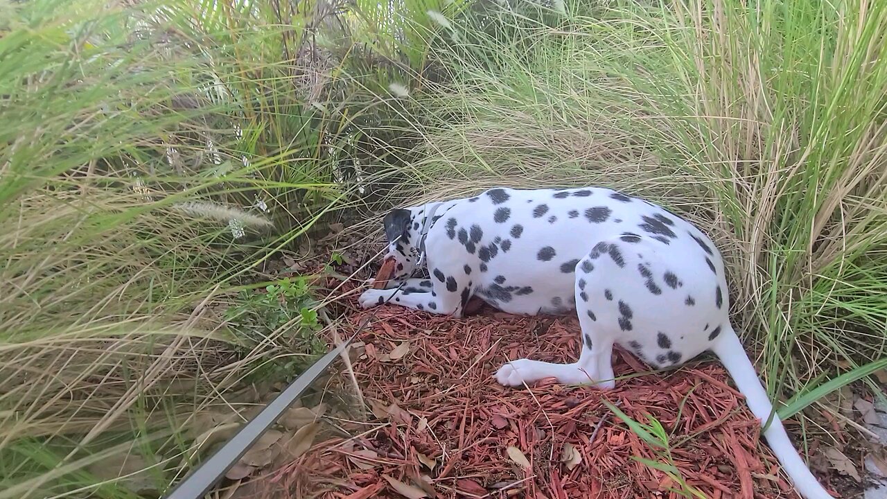 Luna Hanging out at an Irish Pub in Melbourne FL