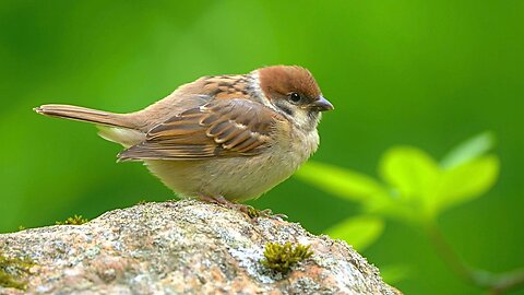 Eurasian Tree Sparrow Fledgling on a Rock