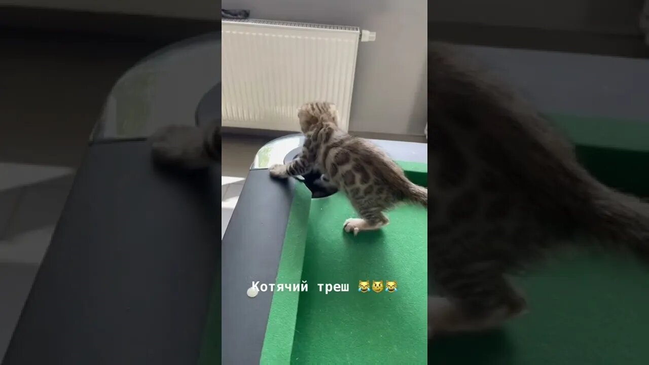 #shorts Смешные Коты Из Тик Тока 247 Funny Cats From Tiktok