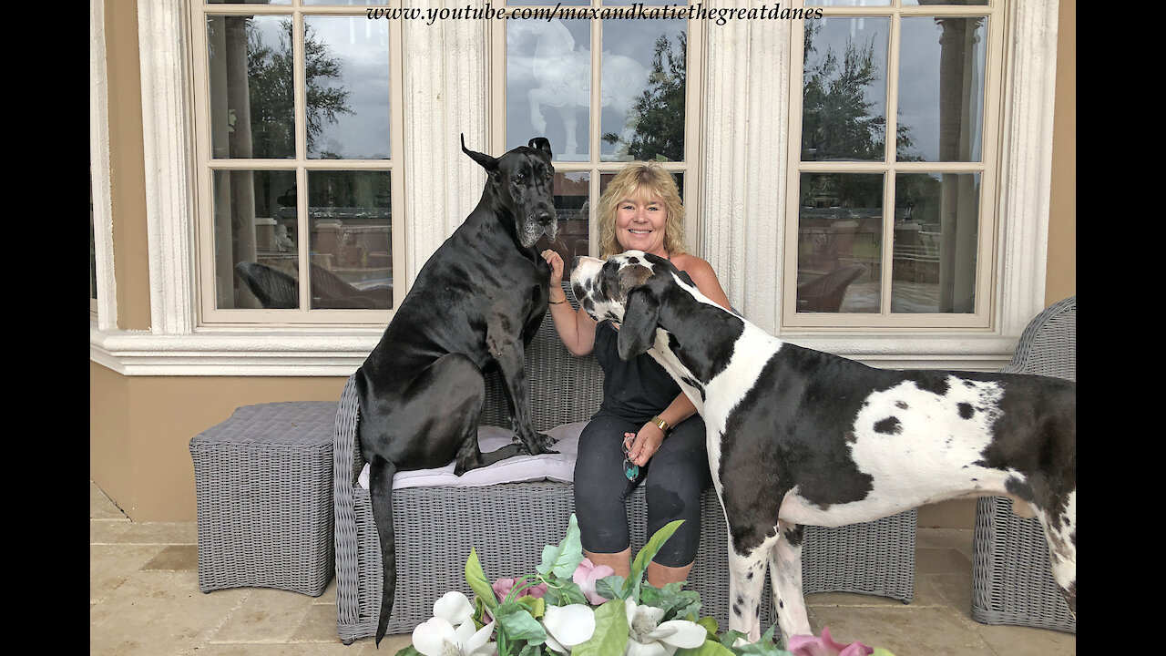 Funny Great Danes Think They Are Lap Dogs