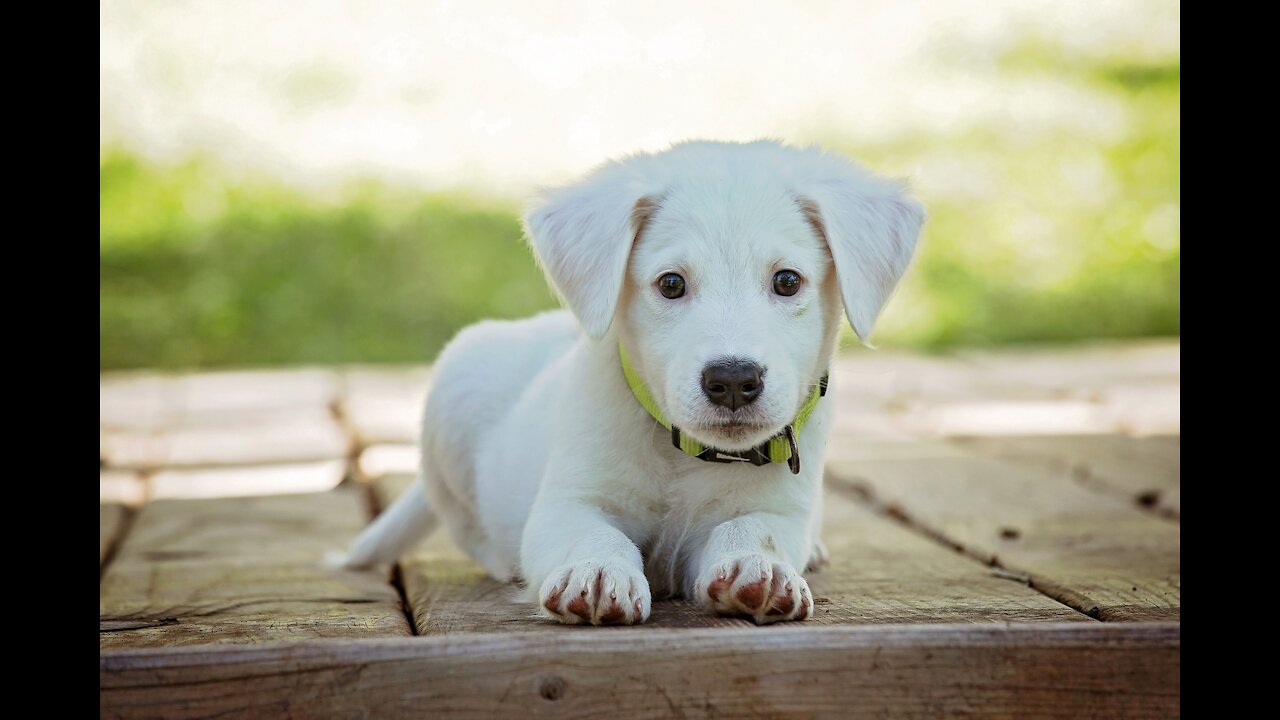 Labrador puppy training