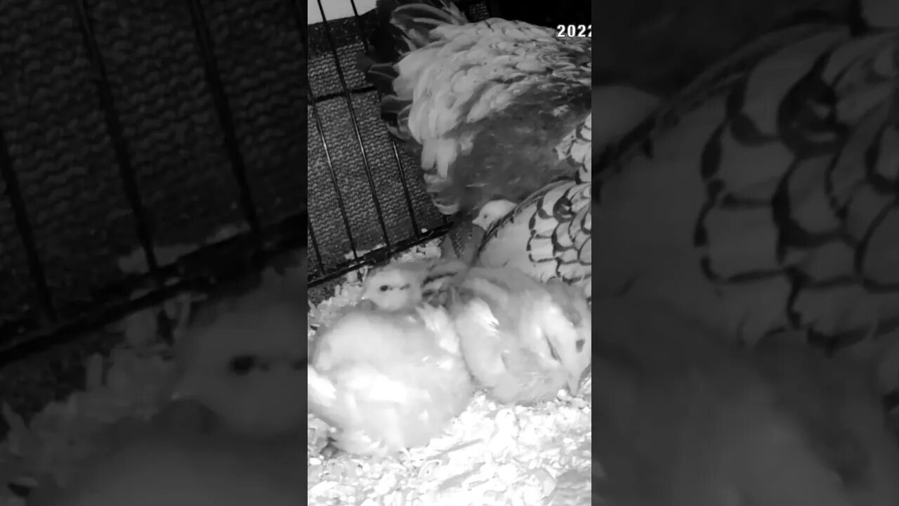 Watching abandoned chicks with new hen and her chicks