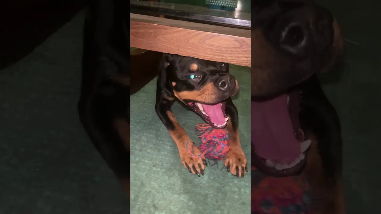 Cute Funny Rottweiler! 🐶 #shorts #short #viral #youtube #like