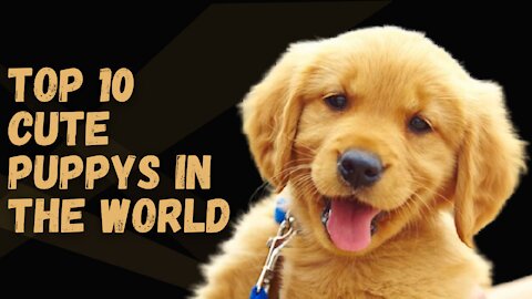TOP 10 CUTE PUPPY IN THE WORLD | CUTE DOG BREEDS 2021