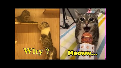 OMG! 😲These Cats Can Speak English Better Than Hooman - SUBTITLES