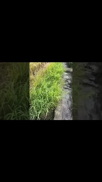 Rice field in the Philippines -San Pablo Laguna #rice