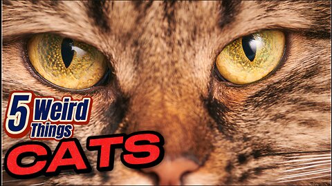 5 Weird Things - CATS (The dangerous animal in your house)