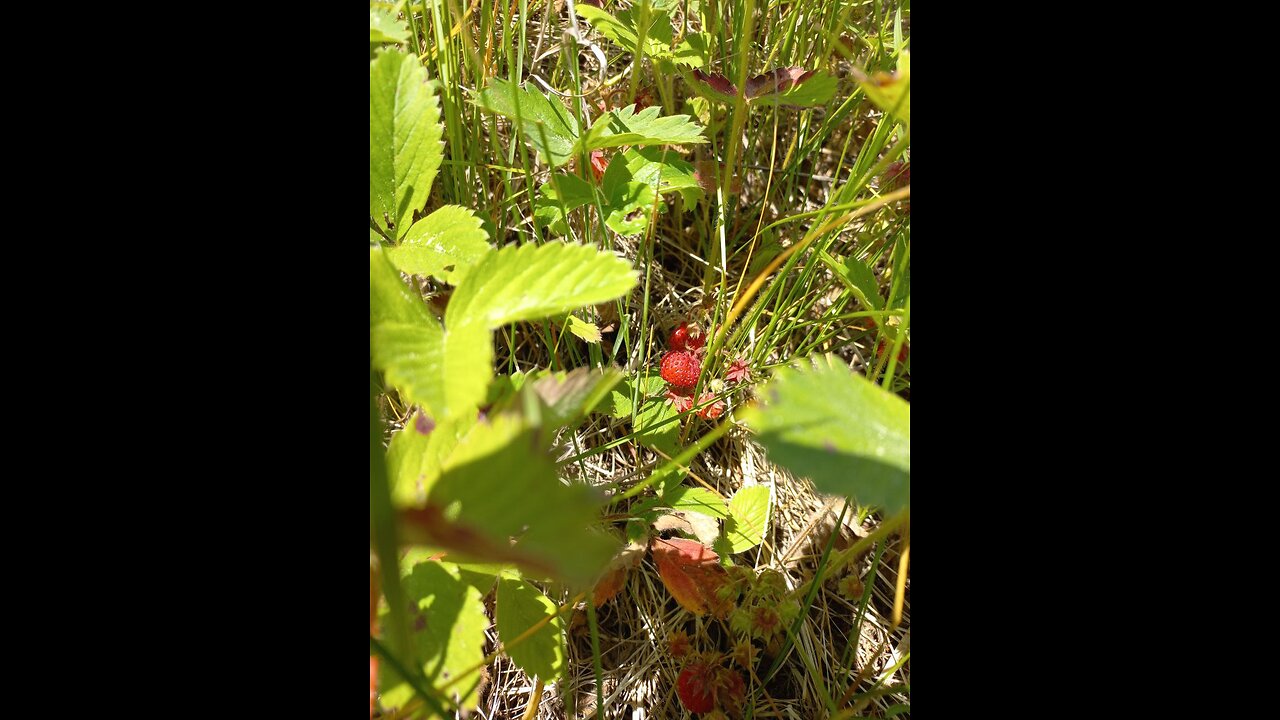 How To Survive In Nature On Edible Wild Foods