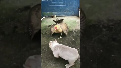 Chicken vs dogs | chicken vs dog funny fight