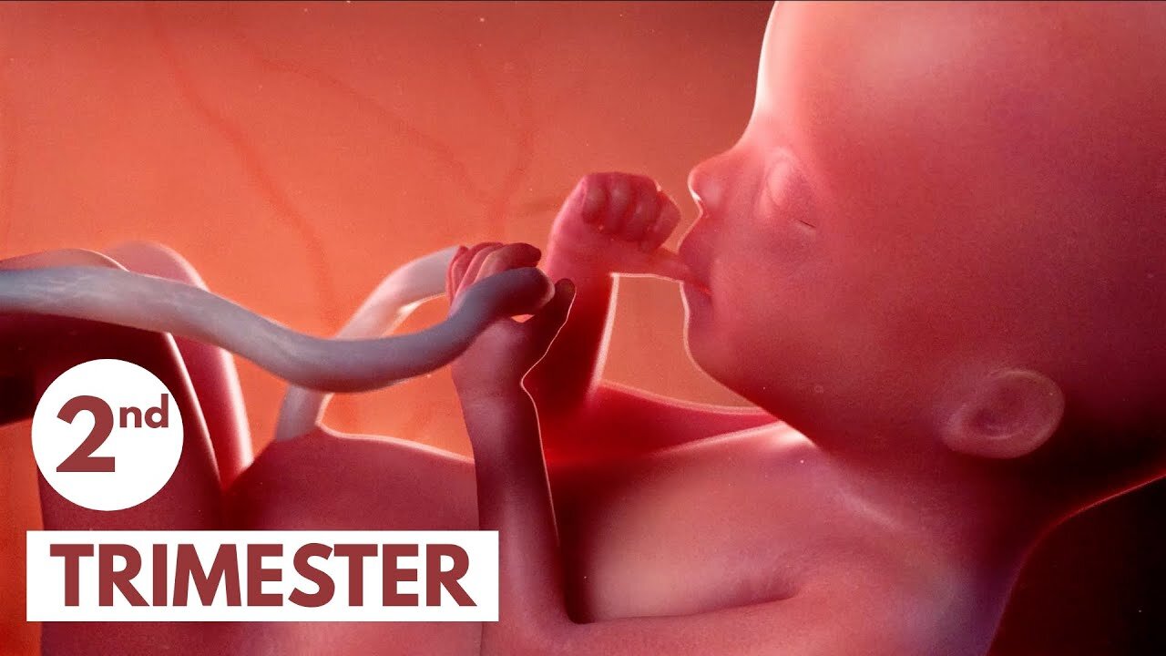 Second Trimester | 3D Animated Pregnancy Guide