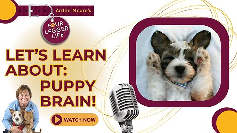 Let's Talk Puppy Brain!