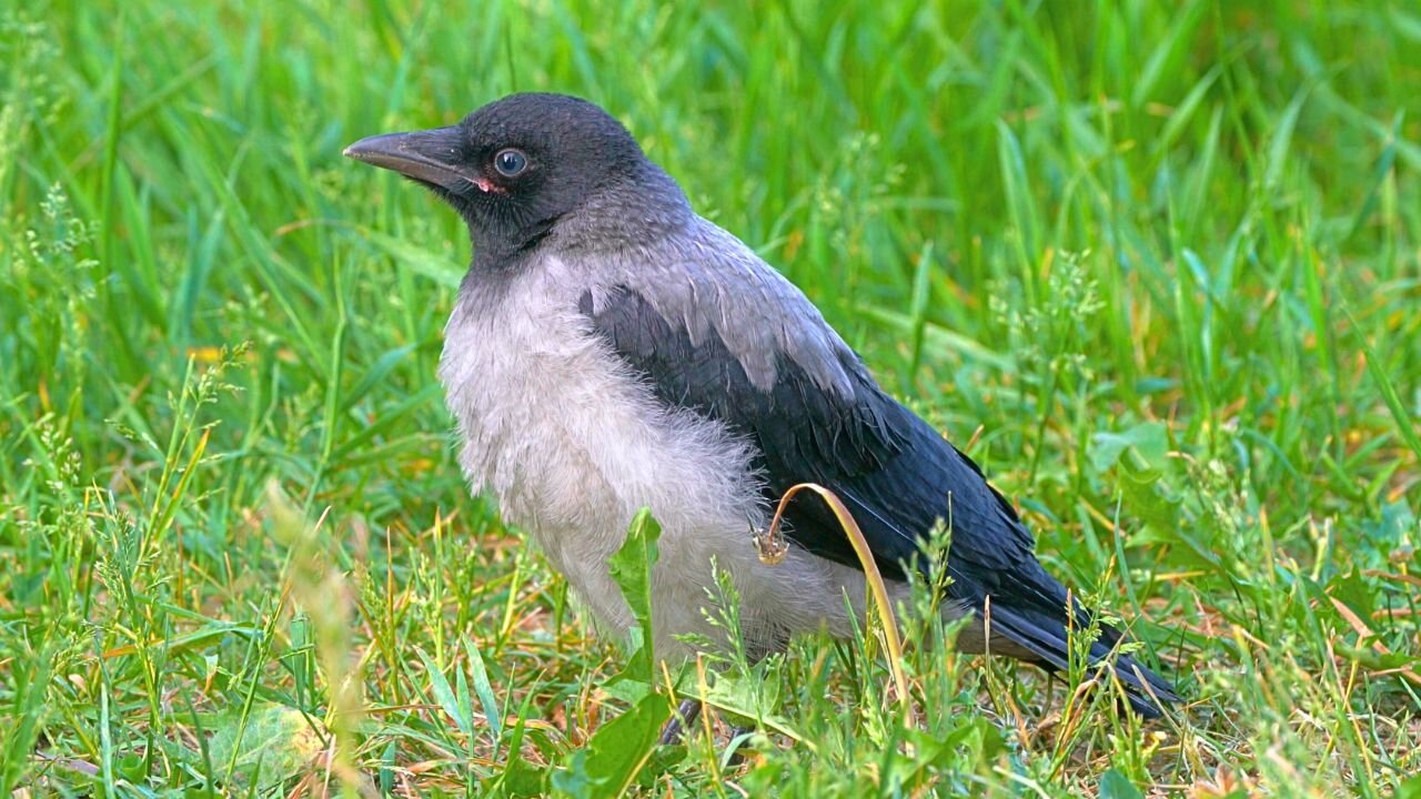 Vigilant Hooded Crow Fledgling is Keeping an Eye on Things