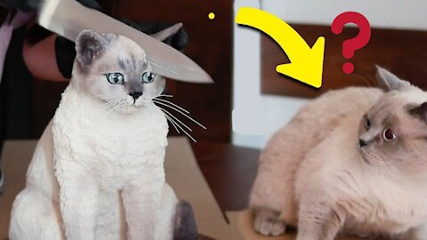 Cat Reaction to Cake that is similar to cat #Shorts #Cat #Reaction
