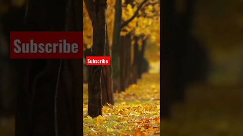 Wonderful autumn leaves || beautiful nature #relaxing #music #relaxingmusic #meditation #nature