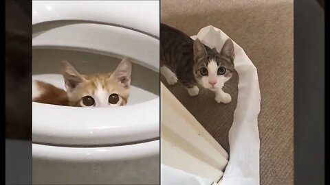 Video collection of the cutest moments with animals #6