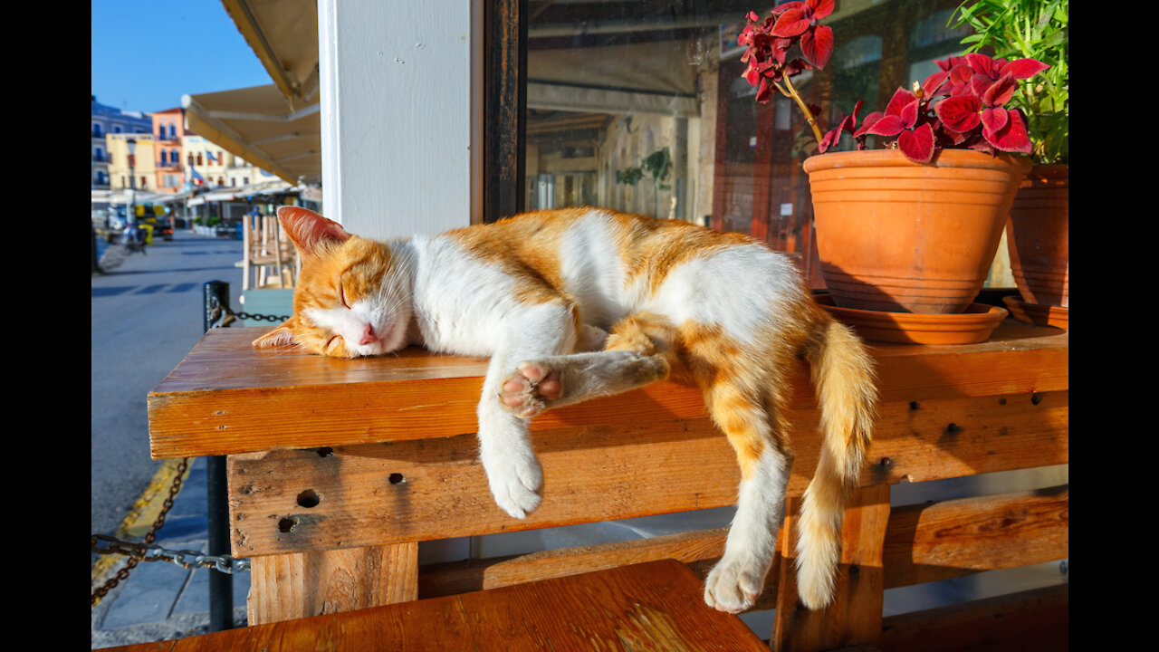 Sleeping cat