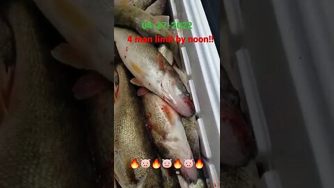 Quick 4 man Limit of Lake Erie walleye ! Nautical out there but we got it done before noon! PIGS!