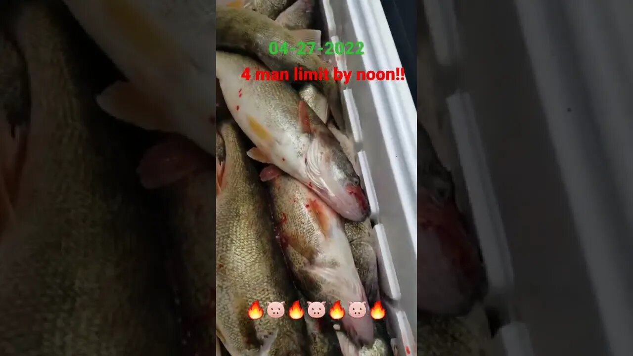 Quick 4 man Limit of Lake Erie walleye ! Nautical out there but we got it done before noon! PIGS!