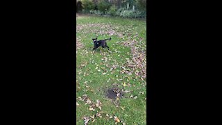 Leaf the Dog alone