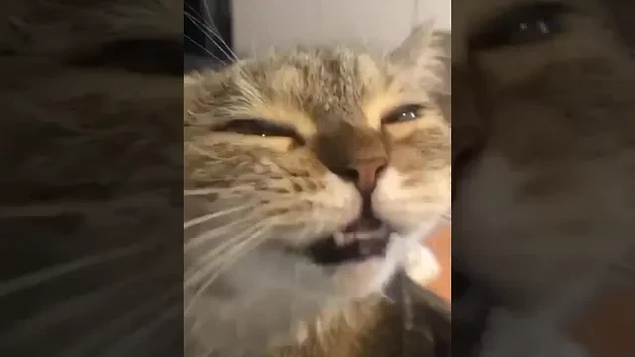 Cute smiling cat anime. lol