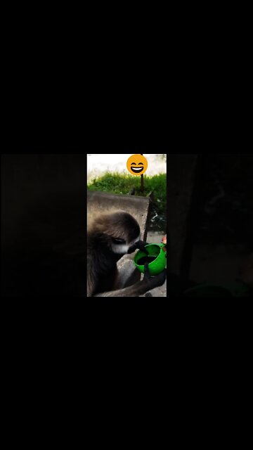 new funny videos of 2022| try not to laugh| best funny video#shorts