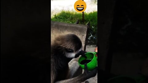 new funny videos of 2022| try not to laugh| best funny video#shorts