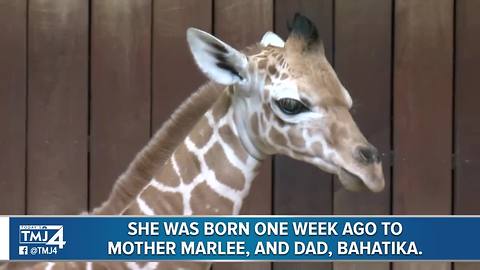 Milwaukee County Zoo welcomes another baby giraffe
