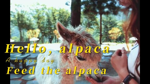 Come to the park and play with the alpaca