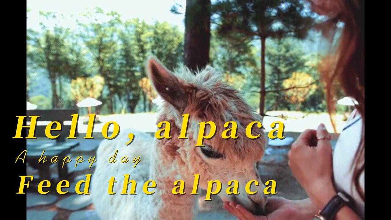 Come to the park and play with the alpaca