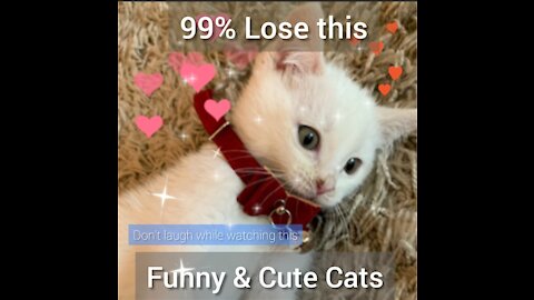 🤣Funny & Cute Cats 🤣Try not to laugh🤣 #ViralFunnyVideos