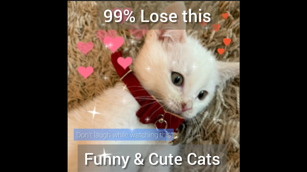 🤣Funny & Cute Cats 🤣Try not to laugh🤣 #ViralFunnyVideos