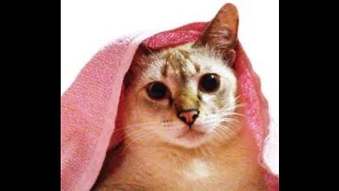 funny animals cute and best cat video😎😎