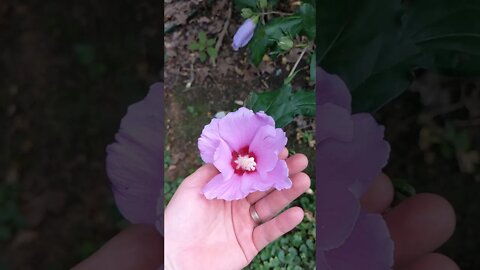 Flower - Yard Ect Update