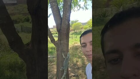 Salve Mestre Iguana