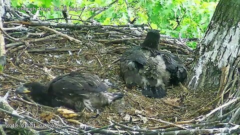 Hays Eagles Baltimore Oriole pops up to say hello to H20! 05-13-2023 07:20am