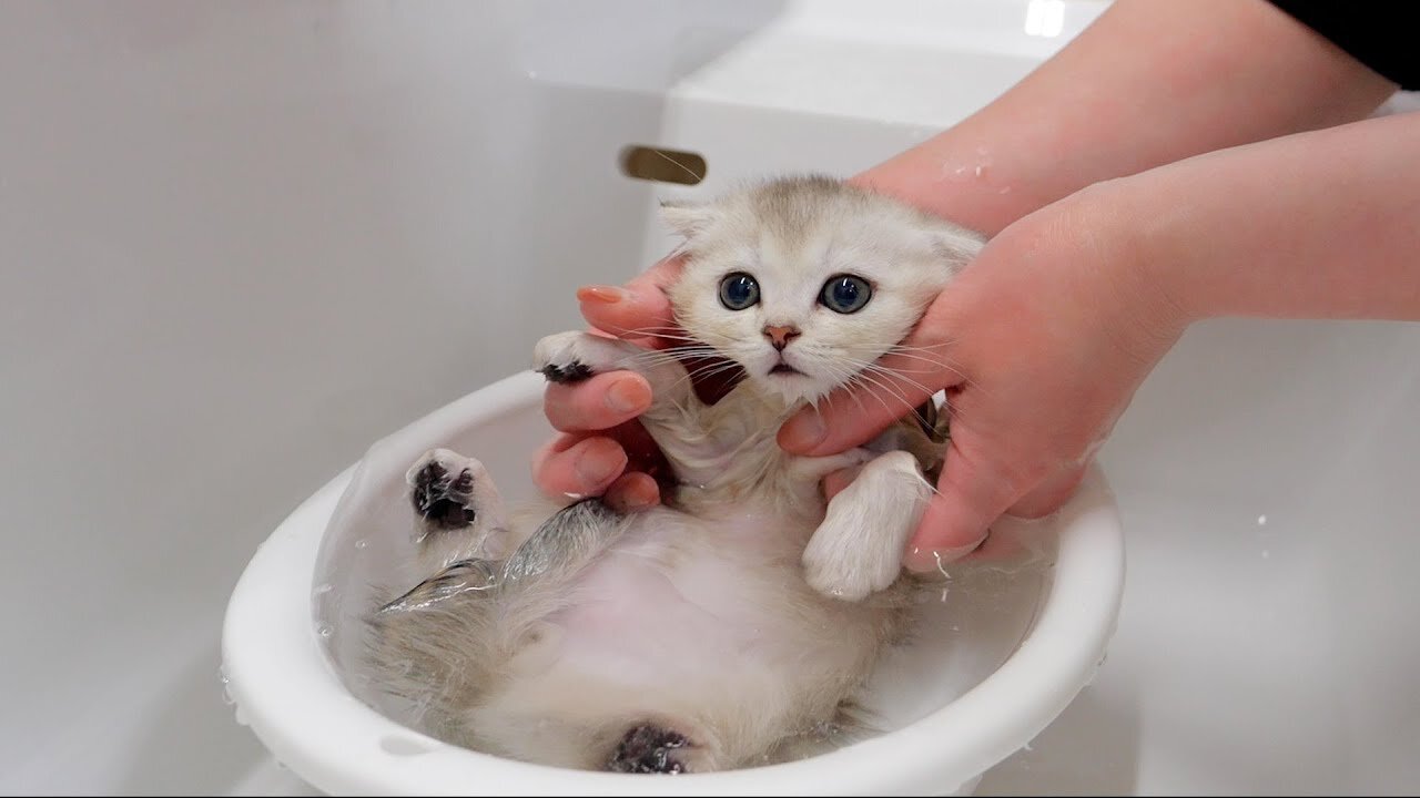 When I bathed my five kittens for the first time, I was surprised at how quiet t