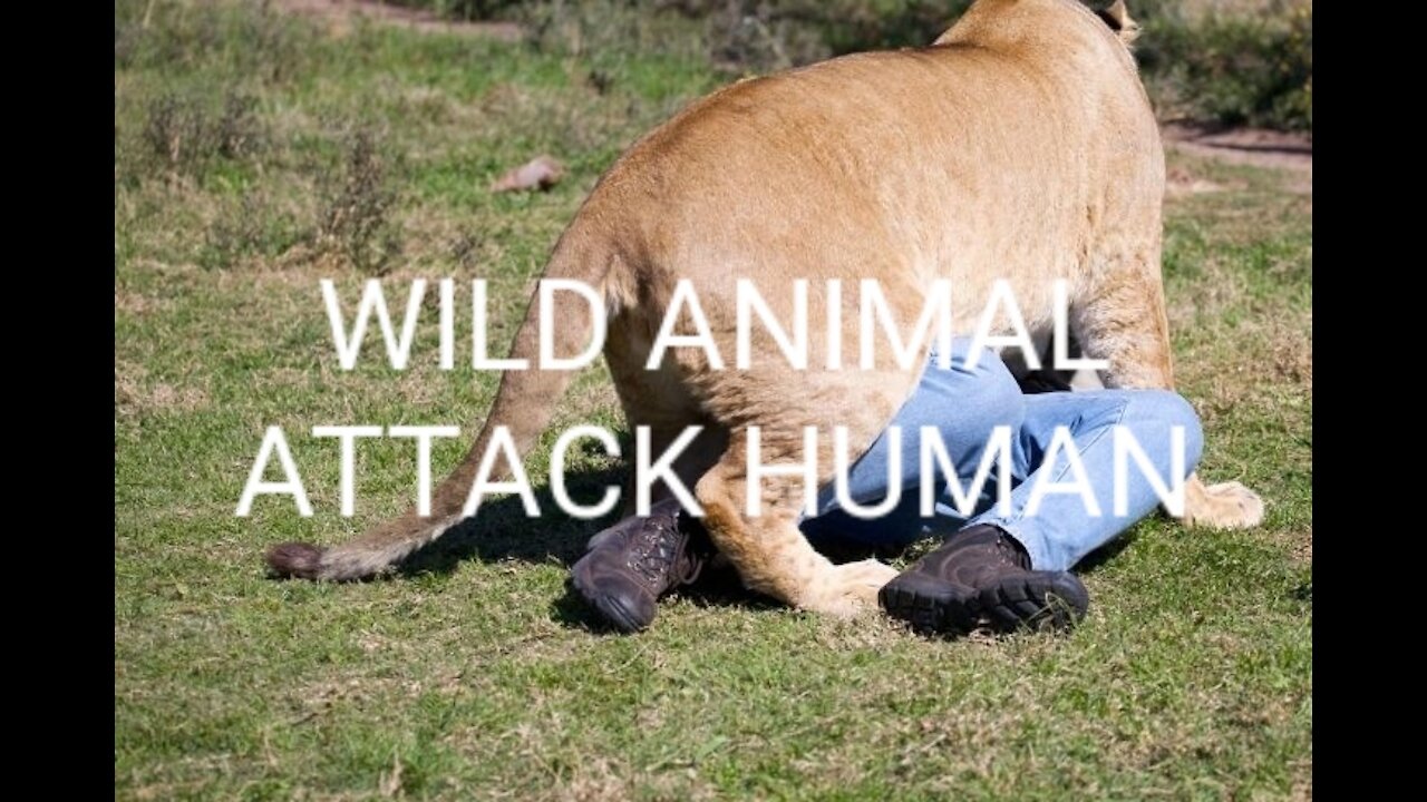 WILD ANIMALS ATTACK HUMAN