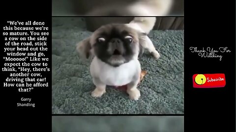 Funny Animals Fail Compilation - Try not to laugh challenge