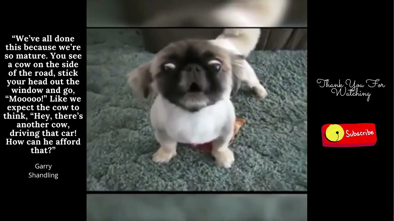 Funny Animals Fail Compilation - Try not to laugh challenge
