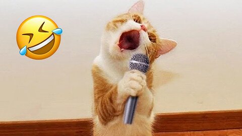 Funny Animal 🤣 Funny Dog and Cat video