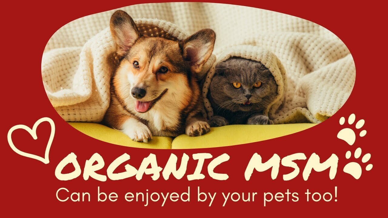 Organic MSM can be enjoyed by your pets too!