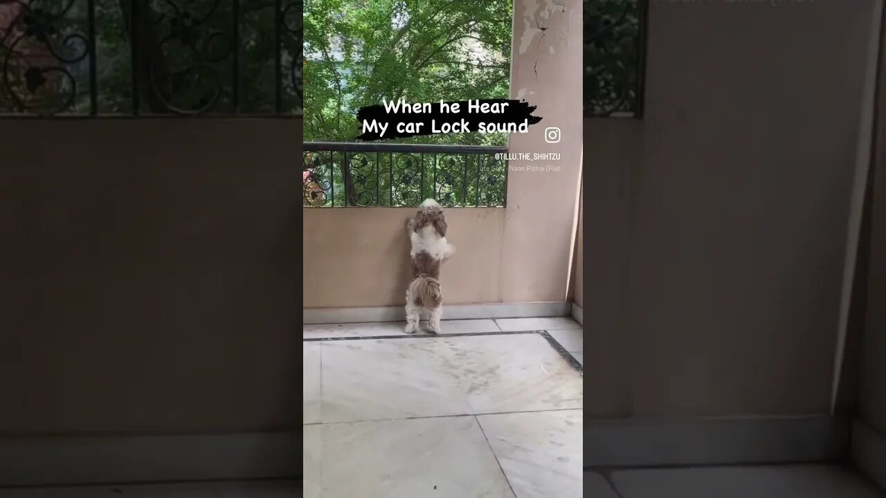 Love you ra ❤️ . #dog #shorts #fun #doglover #cute #shihtzu #reels #funny #ytshorts #trending