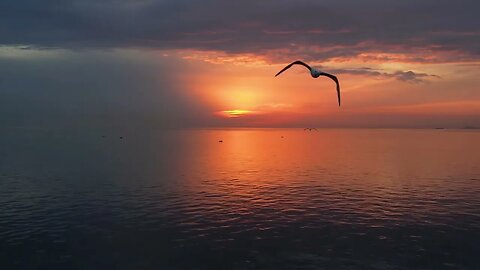 30 minutes of Soothing Tropical sounds