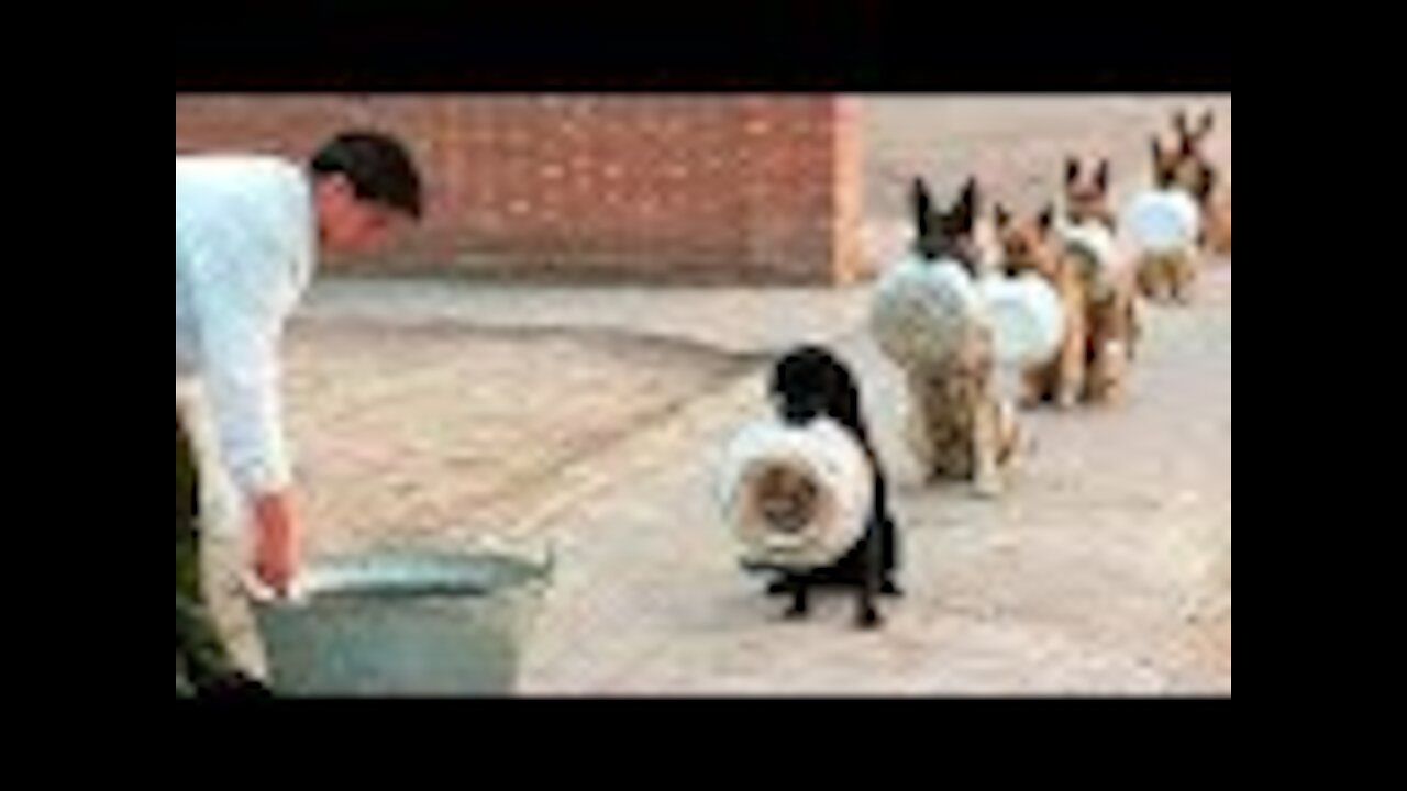 Trained and Disciplined Dogs