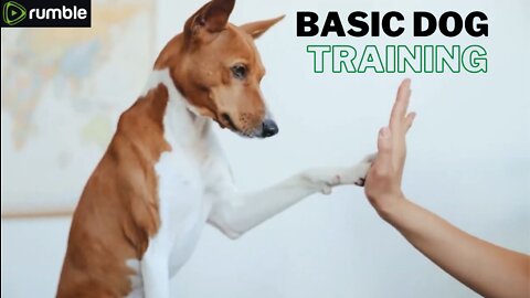 Basic Dog Training 🐕 TOP 10 Essential Commands Every Dog Should Know !