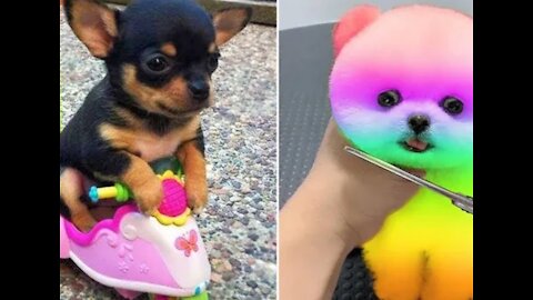 Baby Dog Cut and Funny Dog Videos