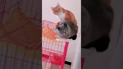 Beautifull Cats